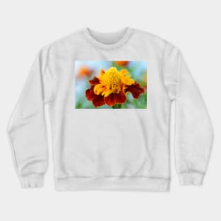 Tagetes patula  &#39;Mowgli Bicolour&#39;  Dwarf French marigold Crewneck Sweatshirt